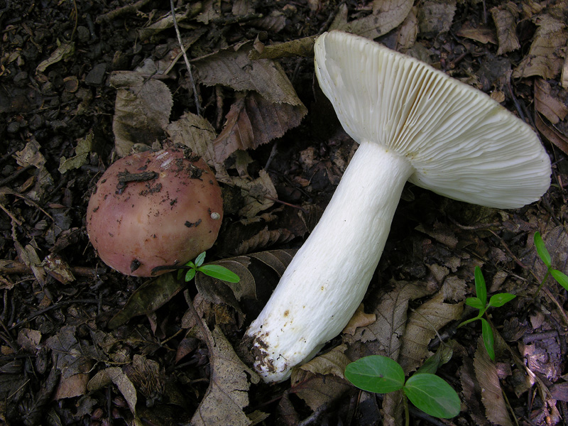 Russulaceae di oggi, 07 Giugno.